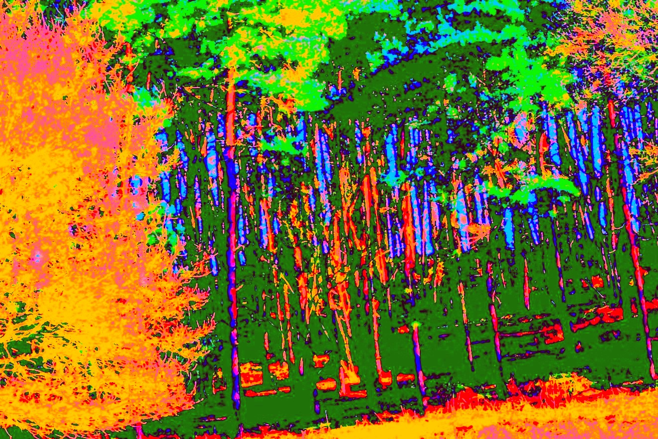 Wanting You + Charles Henry’s Children + Forest Fire (Photo)