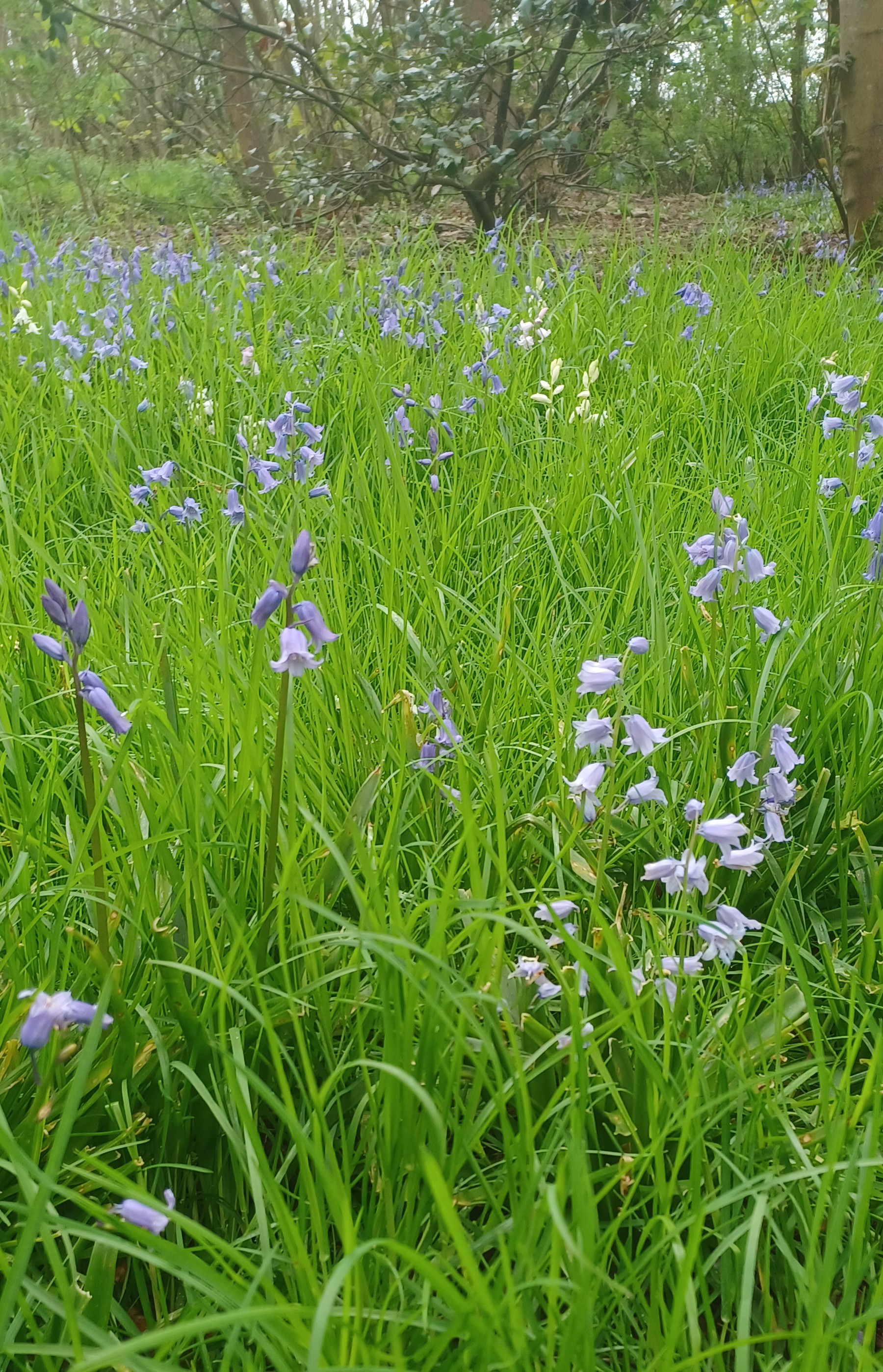 The Together! 2012 Pop-Up Poetry Club: “Spring Flowers”