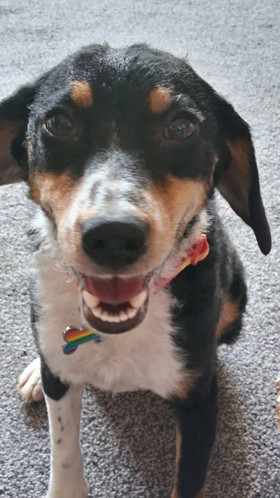 A small black, brown and white dog, smiling at the camera.