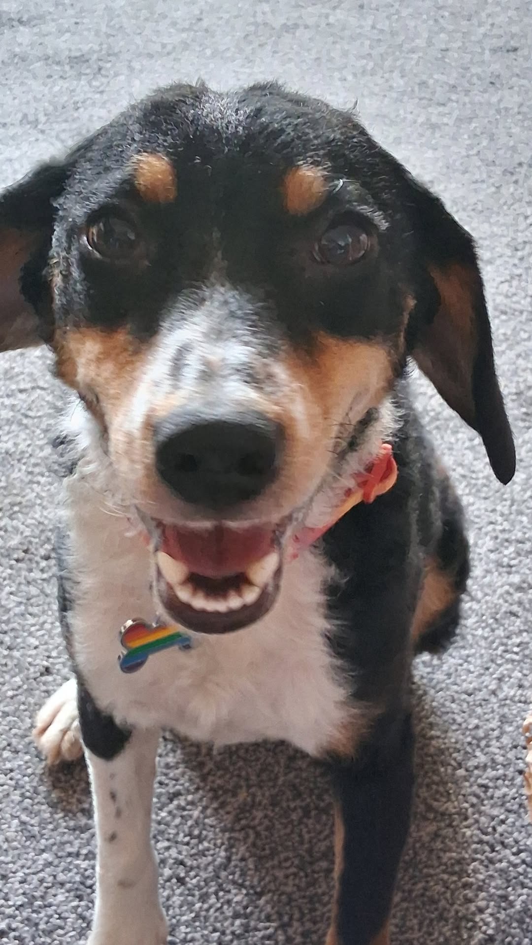 Meet Florrie, dog artist