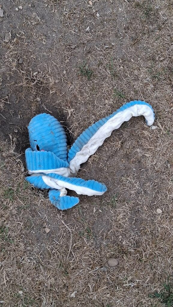 A blue and white octopus soft toy sat in a hole in a lawn.